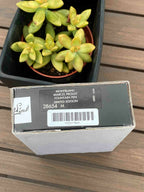 1999 Montblanc Marcel Proust L.E. Writer Series Fountain Pen